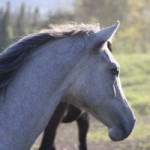Experience horseback riding in Hawaii.