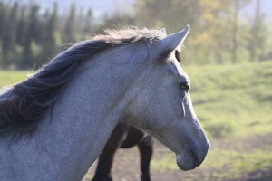 Hawaii by Horseback