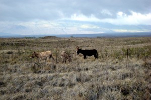 The Kona Nightingales – Free or Feral?