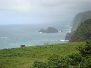 Travel Tips for Big Island Visitors