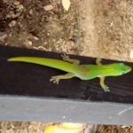 Hawaii’s Land Critters – Colorful and Cautionary