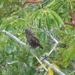 Historical and Heavenly Waipio Valley